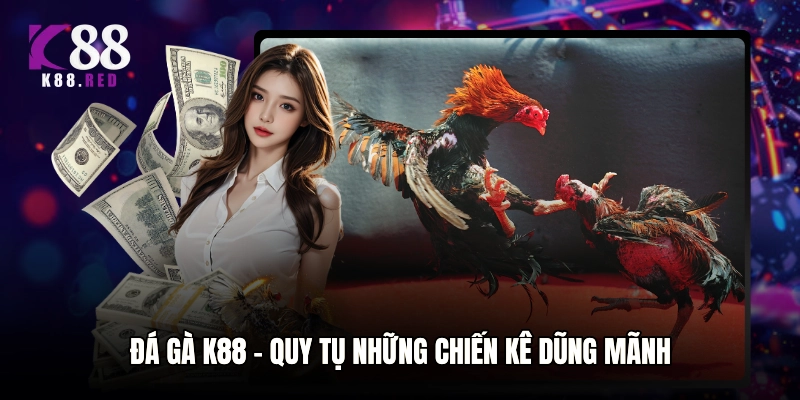 Đá gà K88 - Quy tụ những chiến kê dũng mãnh