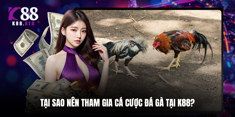 Tại sao nên tham gia cá cược đá gà tại K88?